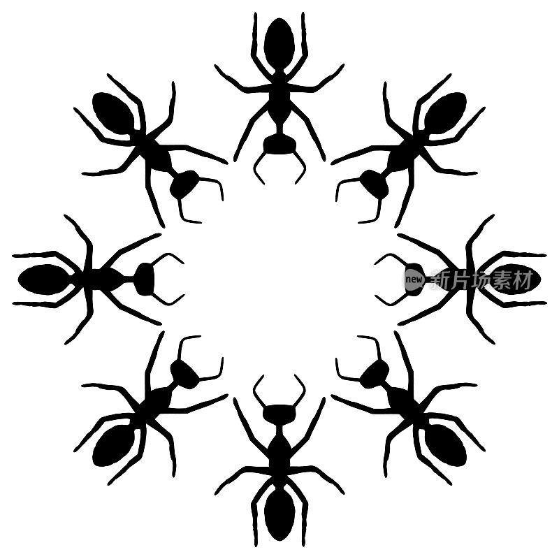 黑蚂蚁圈