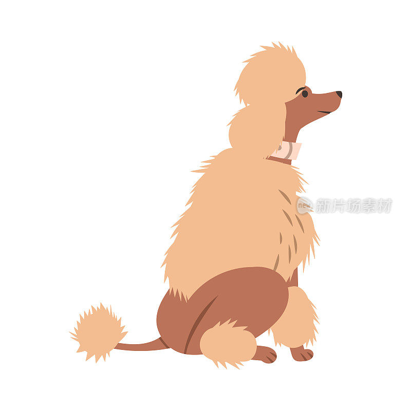 贵宾犬或Caniche作为品种的水狗在坐姿向上看矢量插图