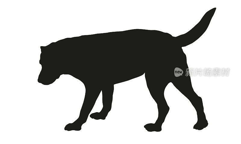 站立拉布拉多猎犬幼犬。黑狗轮廓。宠物的动物。孤立在白色背景上。