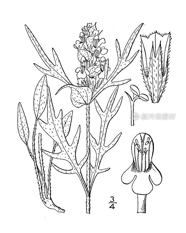 古植物学植物插图:夏枯草，切叶自愈