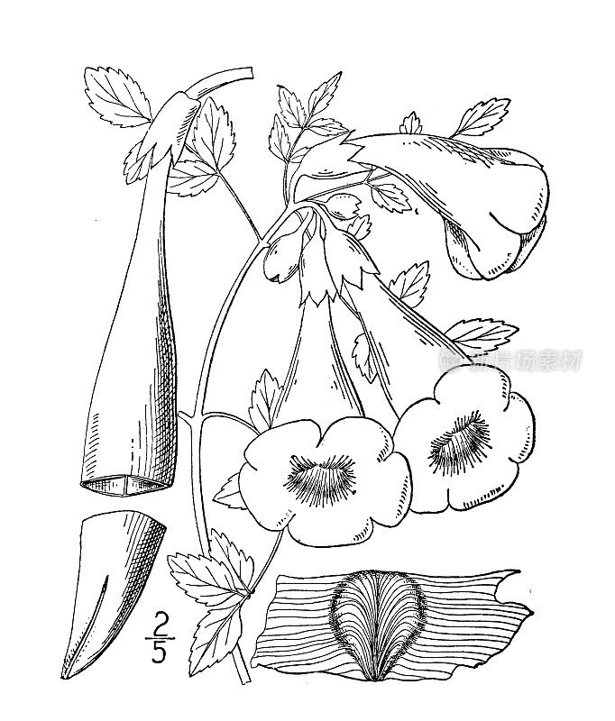 古董植物学植物插图:铁球根，喇叭花