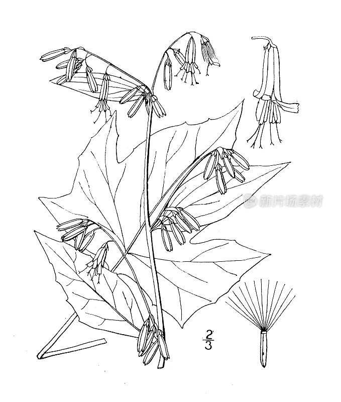 古植物学植物插图:纳巴卢斯，高白莴苣