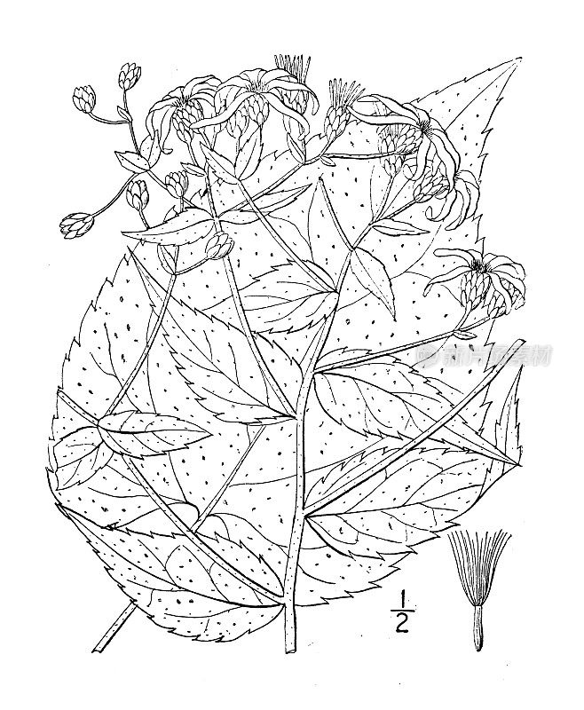 古植物学植物插图:紫苑，庄严紫苑