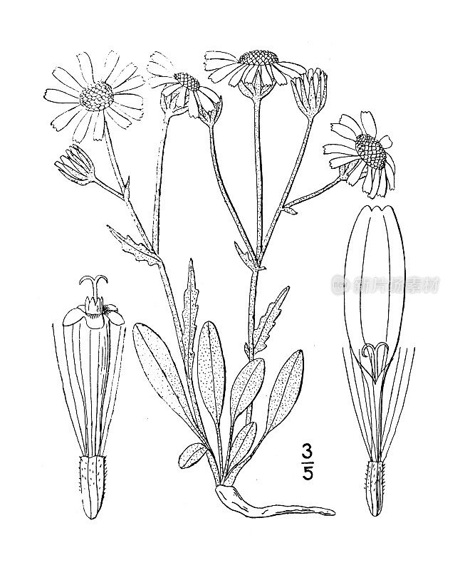 古植物学植物插图:西芹，银千里光