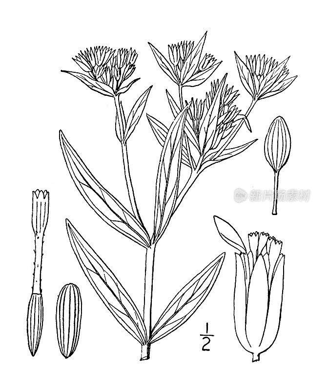 古植物学植物插图:黄花，窄叶黄花