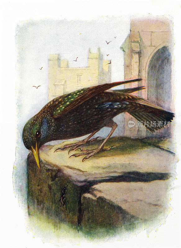 星鸟19世纪插画
