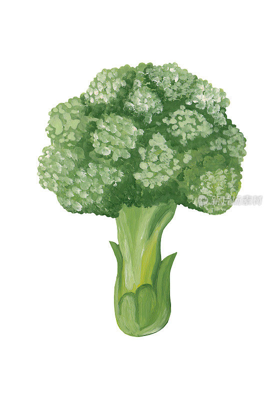 绿色西兰花-手绘蔬菜插图。西兰花束光栅插图孤立的白色