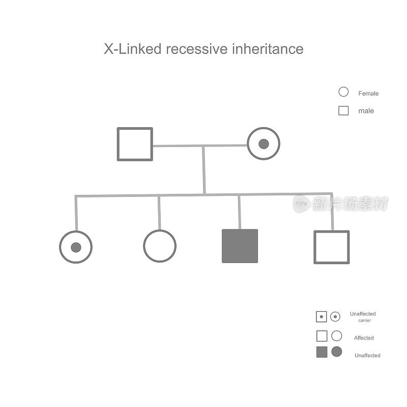 说明突变基因从亲本携带到子代的遗传模式及遗传的基因型和表型的x连锁隐性遗传
