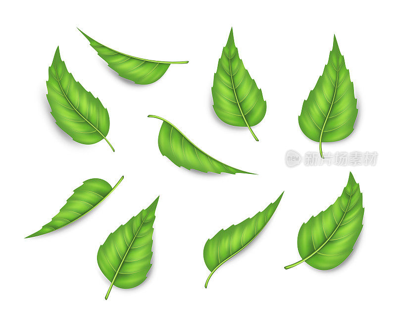 新鲜薄荷叶为绿色草本茶隔离现实集。绿薄荷或薄荷叶