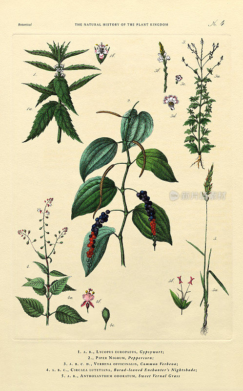 植物王国的历史，维多利亚植物插图，第4版，大约1853年