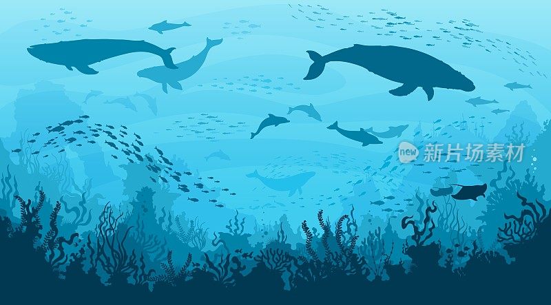 水下景观，鲸鱼，水下海豚