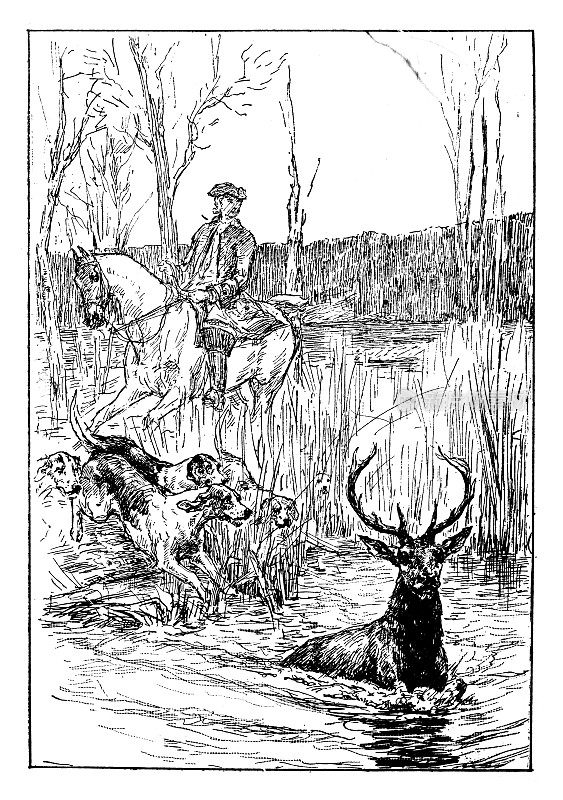 猎人骑着马和狗抓住了一只被困在水里的鹿