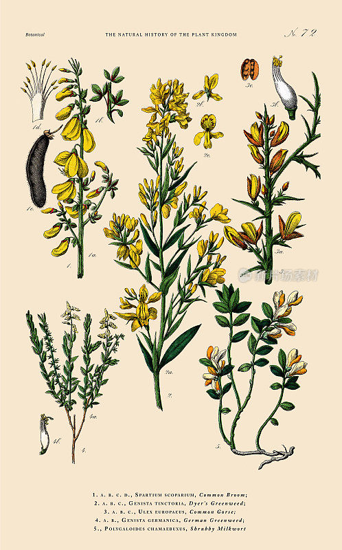 观赏和开花植物，植物王国，维多利亚植物插图，大约1853年