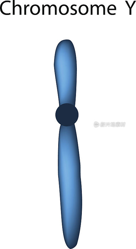 染色体y的结构信息图。矢量插图在孤立的背景。