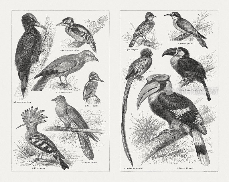 攀鸟，木刻，出版于1897年