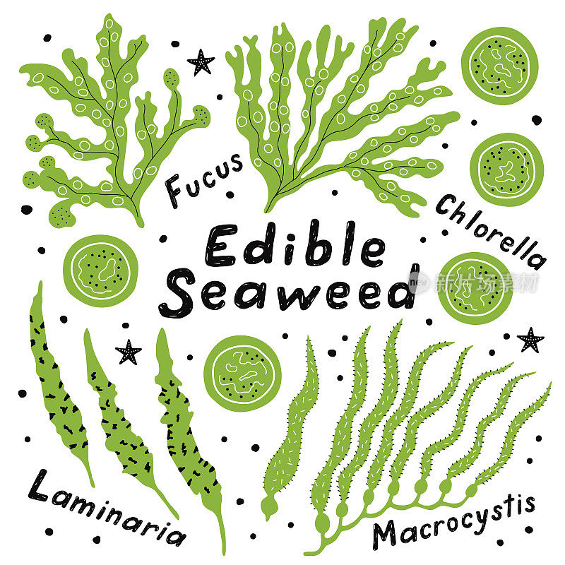 一组可食用的海藻:海带，大囊藻，小球藻和黑角藻。有趣的涂鸦手绘卡通矢量插图与油墨指定。孤立在白色的。