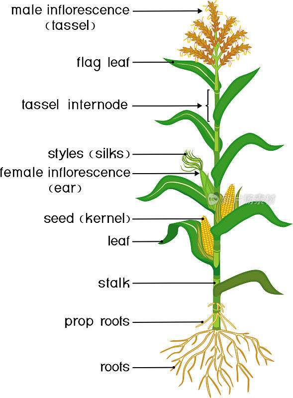 部分的植物。叶片、根系、果实和花均为绿色的玉米(玉米)植株的形态