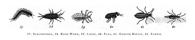 蜈蚣，书虫，虱子，跳蚤，地甲虫，蠼螋，动物种类分类，雕刻古董插图，1851年出版