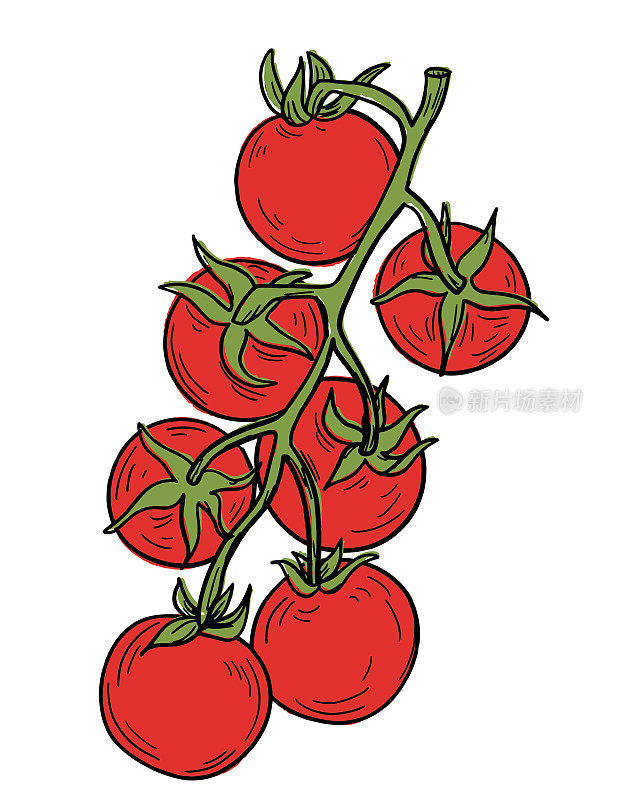 手绘新鲜番茄