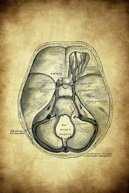 硬脑膜的血管