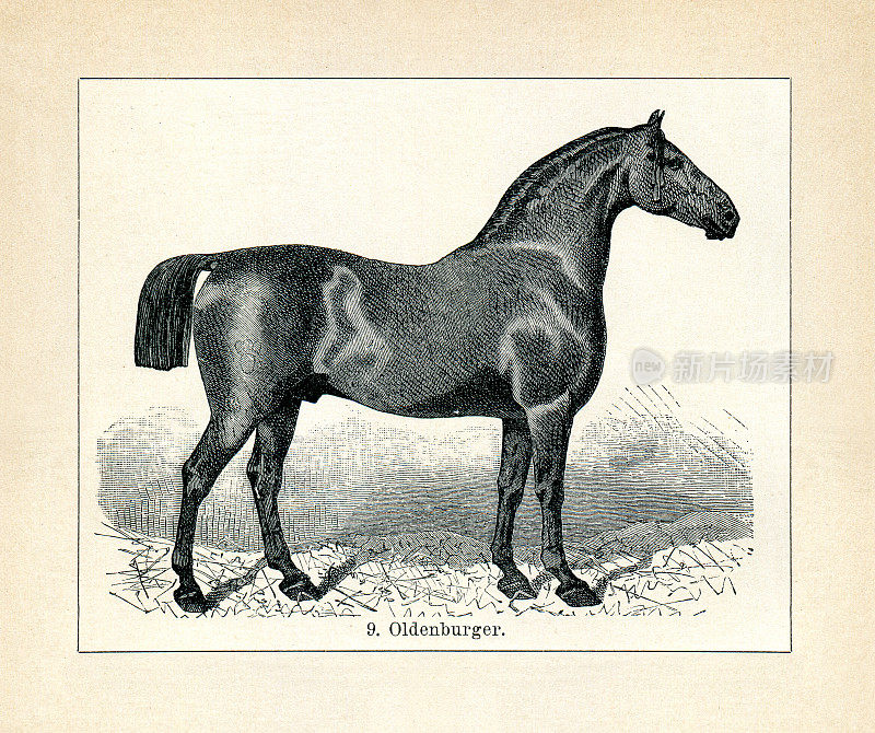 老登堡马品种插图1898年