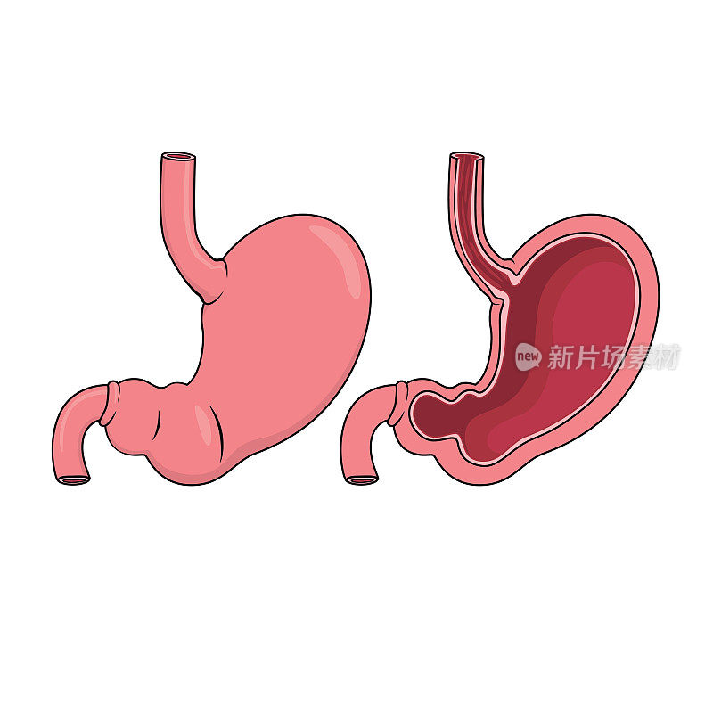 儿童活动彩色矢量插图与内脏器官胃的图片涂色书页。