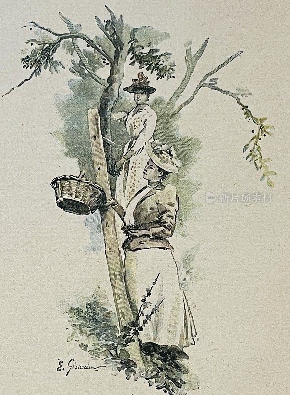 苹果收获了，两个女人拿着梯子上了树