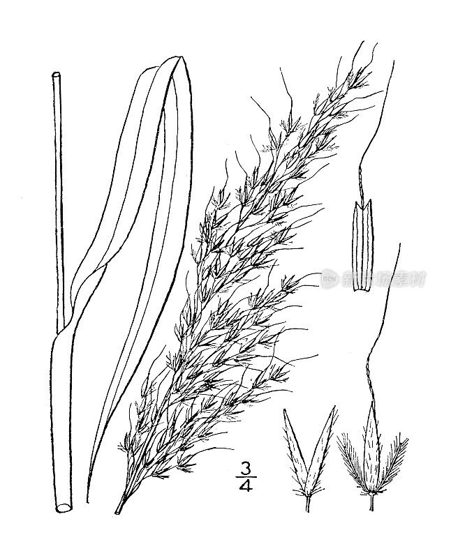 古植物学植物插图:麦穗菊，印度草
