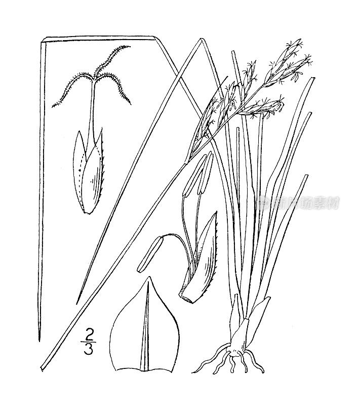 古植物学植物插图:矮嵩草，北极矮嵩草