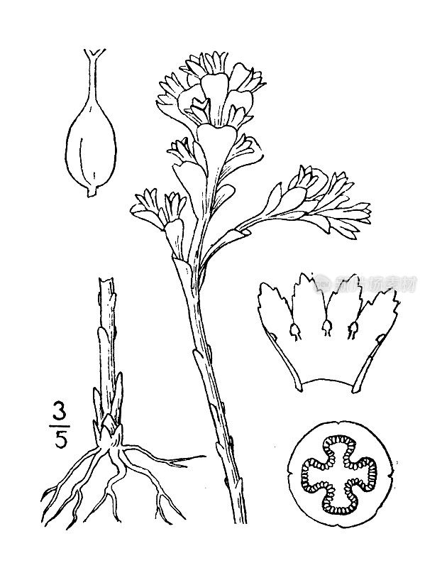 古植物学植物插图:欧波利亚维珍，潘尼沃