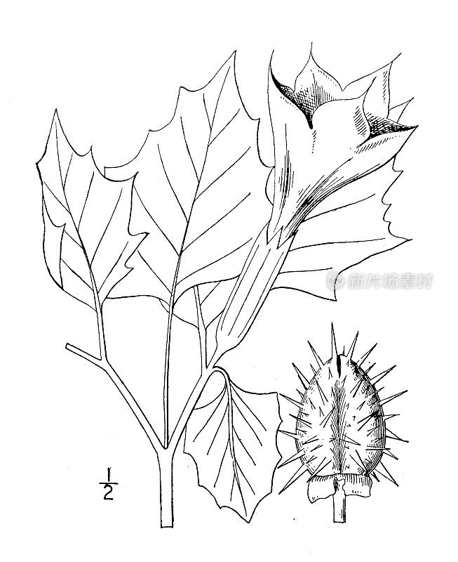 古植物学植物插图:曼陀罗塔图拉，紫Stramonium