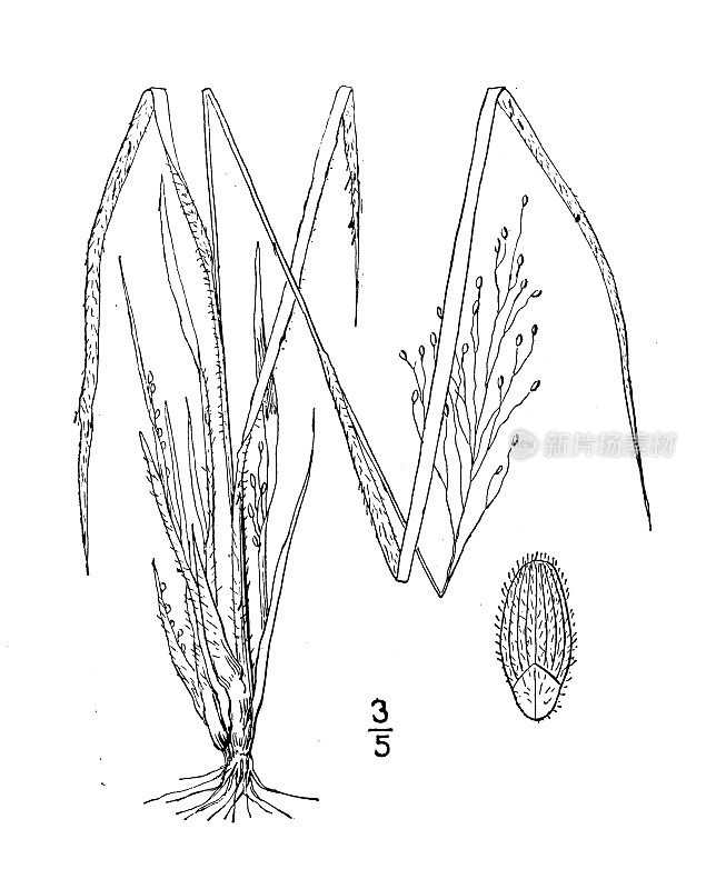 古植物学植物插图:线叶圆锥花序，线叶圆锥花序