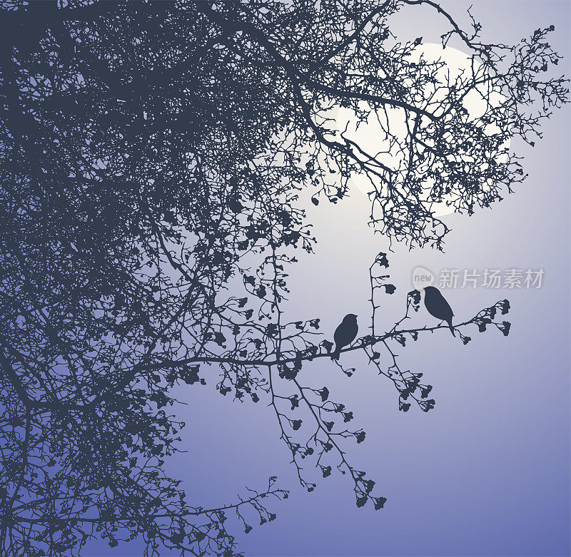 月夜下的罗文树枝和鸟儿的剪影