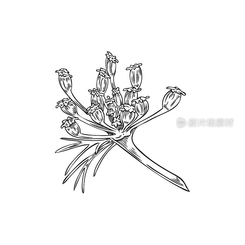 手绘孜然植物的轮廓，单色素描矢量插图孤立在白色背景。