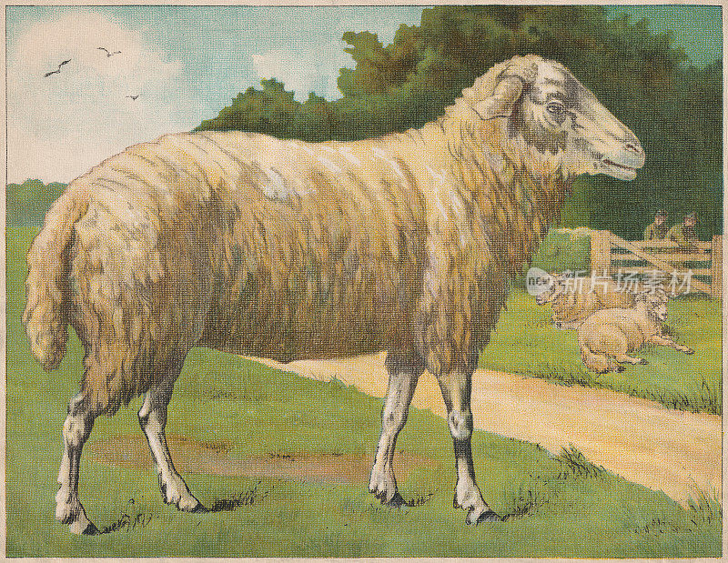 羊，彩色石印，大约1898年出版