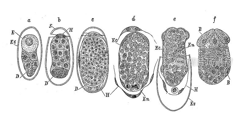 仿古生物动物学图像:圆齿