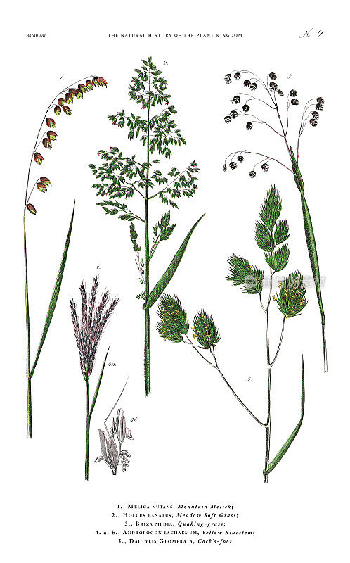 古董植物雕刻，植物王国的历史，维多利亚植物插图，盘子9，大约1853年