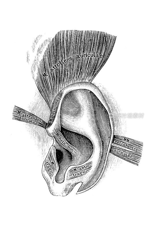 耳廓的肌肉