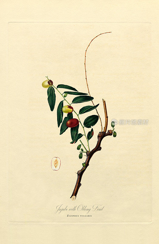 手工着色古董插图，枣，植物插图，大约1817年