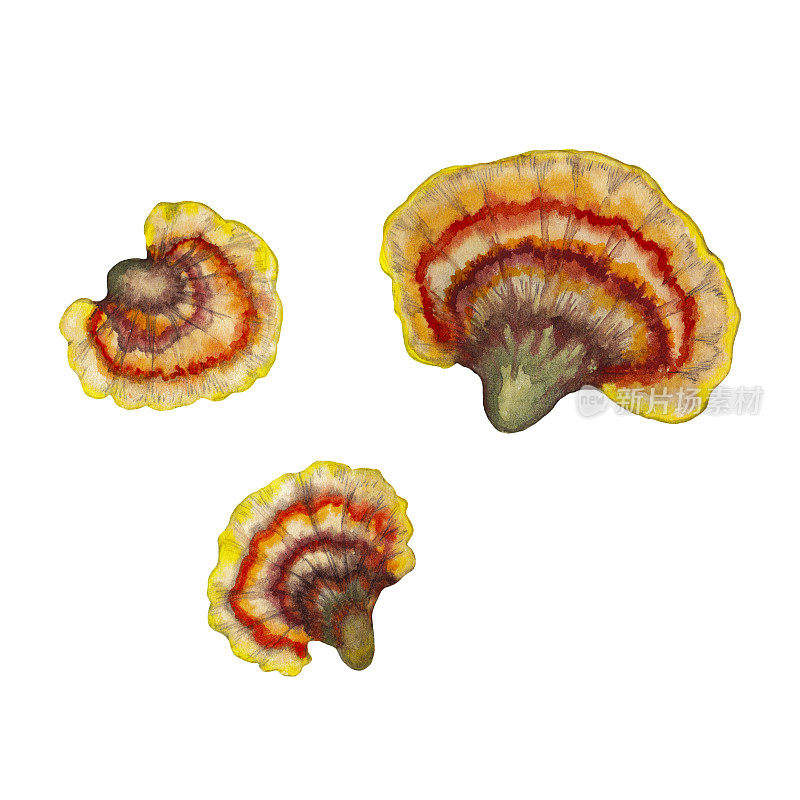 多色多孔树蘑菇。栓菌属杂色的。
