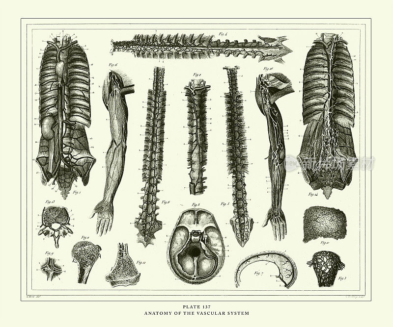 雕刻古董，血管系统解剖雕刻古董插图，出版于1851年