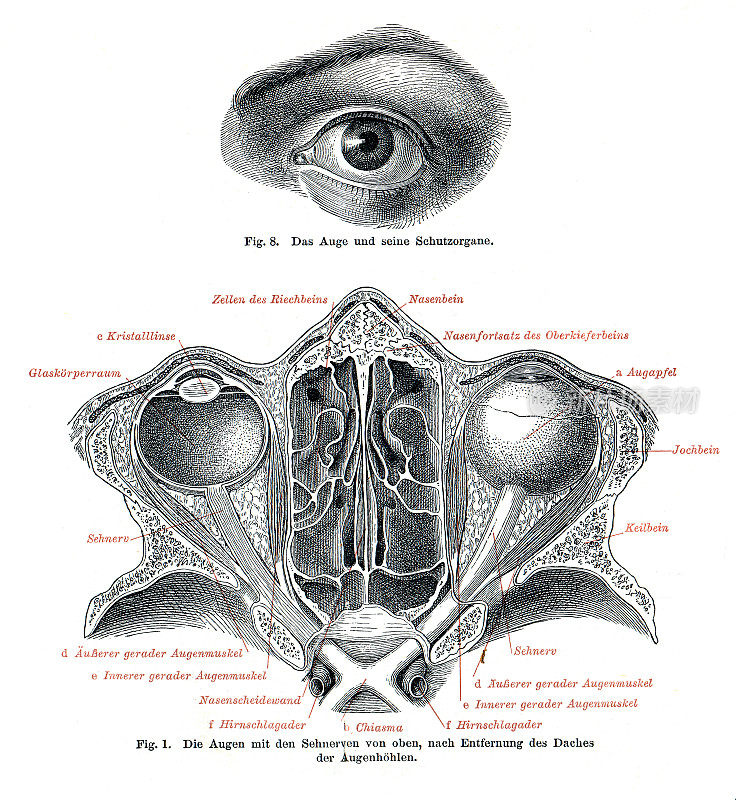 视网膜和眼球的医学说明1896