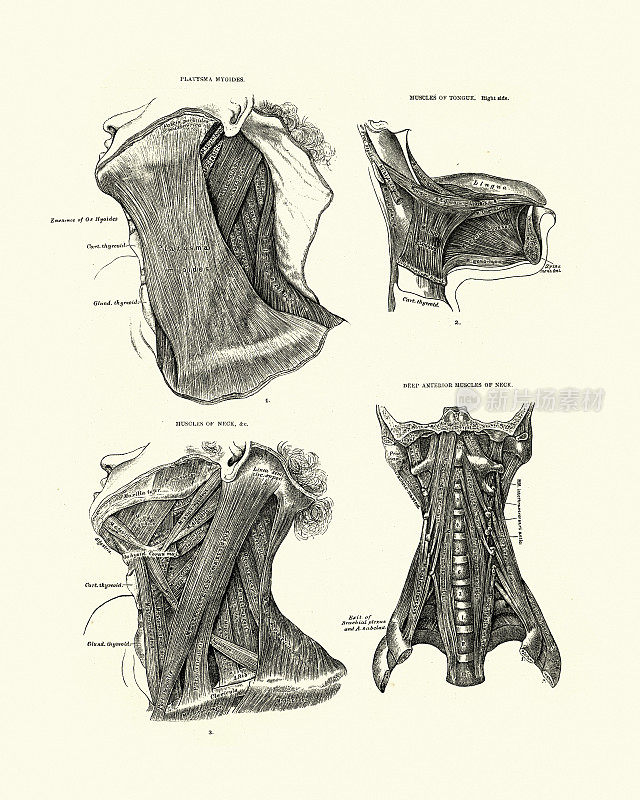 人体解剖学，肌肉，颈部和舌头，维多利亚解剖学绘图