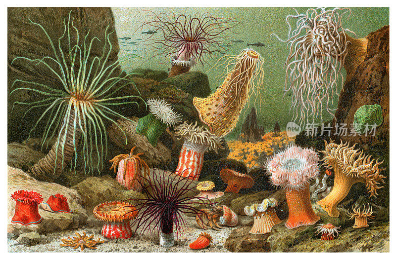 海葵海洋动物插图