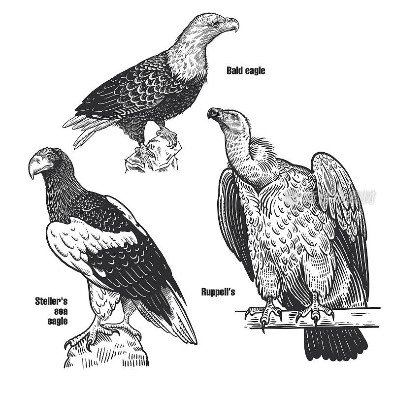 掠夺性鸟类。秃鹰，虎头海鹰和鲁佩尔海鹰。