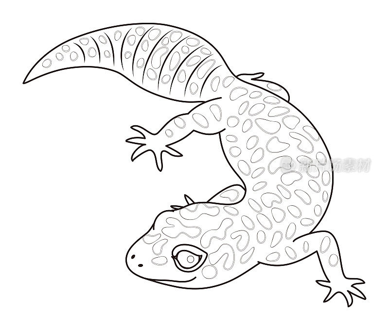 蛇蜥特征插图