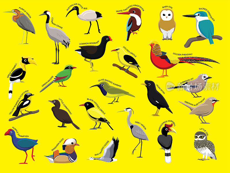 亚洲鸟的名字卡通人物集