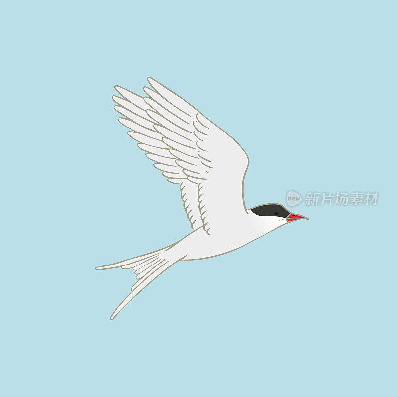 北极燕鸥矢量插图的蓝色背景。有红嘴的白色飞行鸟