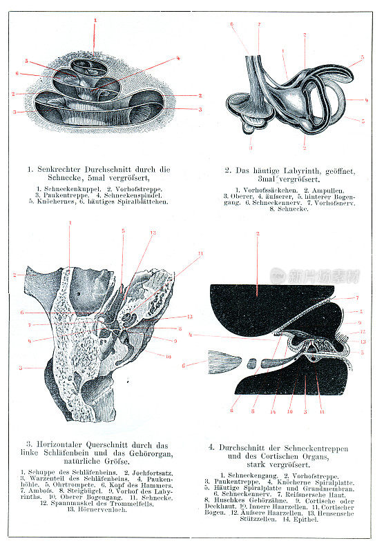 内耳和中耳人体解剖图1896年