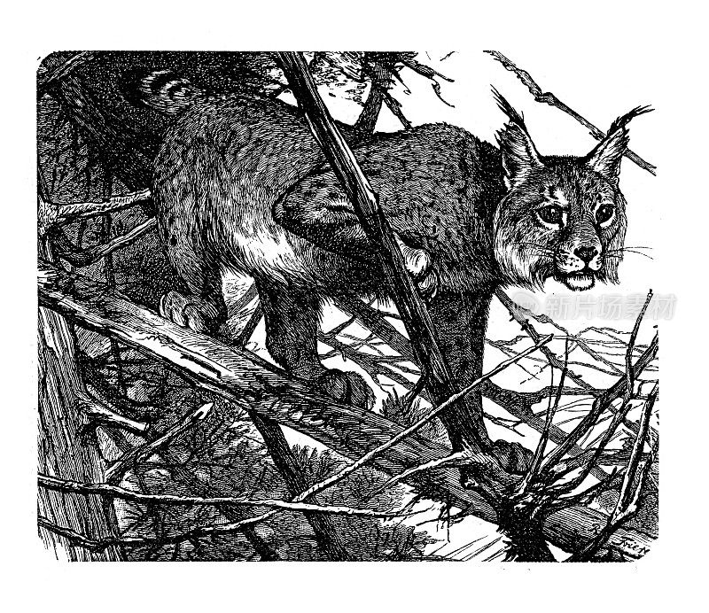 1898年绘制的欧亚山猫图